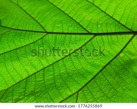 The leaves have natural stripes.