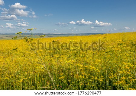 Summer photo. Hills, tubercles covered with herbs and wildflowers, A hill is a landform that extends above the surrounding terrain. It often has a distinct summit