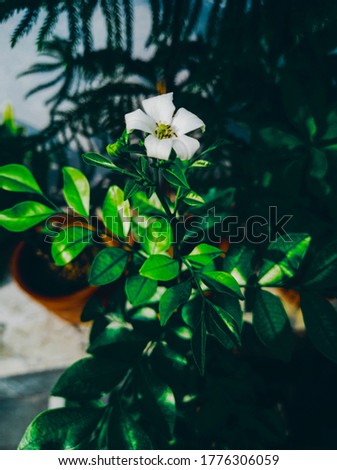 A Beautifull flower dark green and white flower 