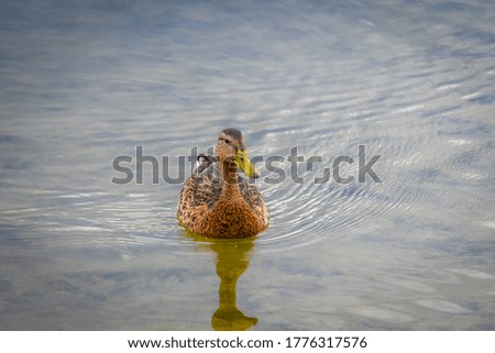 Female Duck Lake Water drake