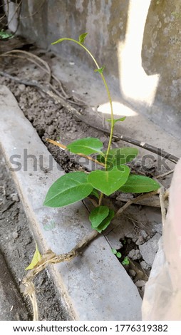 Binahong plants are still small