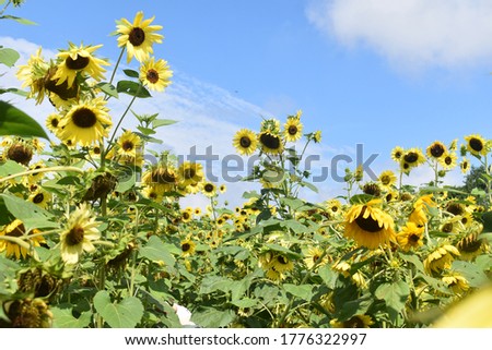 Bright yellow sunflowers from a Maryland sunflower farm