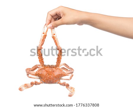 hand holding cooked crab isolated on white background