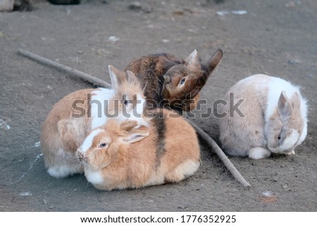 fluffy rabbits sit together in a group