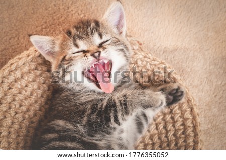 Yawning kitten with wide open mouth and eyes closed.