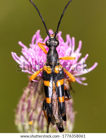 barbel beetle leptura on a clover flower, close-up