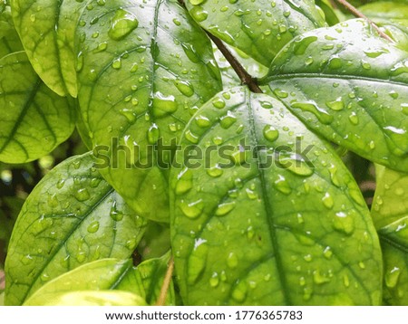 Abstract texture and background of closeup fresh green leaves with raindrops