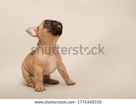 Adorable French Bulldog puppy beige color. Cute little puppy. Royalty-Free Stock Photo #1776368318