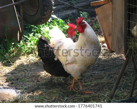 Rooster and hens in the village on the nature. Chickens and birds at the poultry farm. Stock photo background