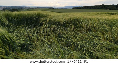 Young wheat field that has been pushed in by the wind