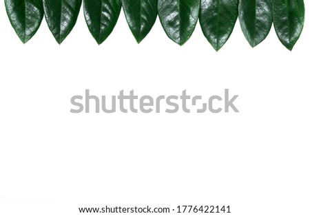 
Tropical leaves on a white background.