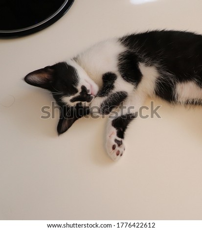 cute and kitten tuxedo cat