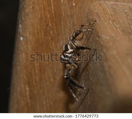 Jumping spider, usually finded in urban environments. Plexippus paykulli Male.