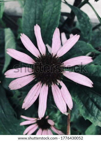 portrait picture of pale pink flower