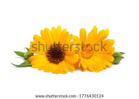 Calendula. Marigold flower with leaves isolated on white. Selective focus