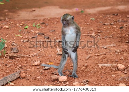 The baby monkey is standing with two legs on the ground in the garden.