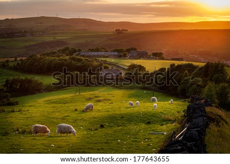 Sheep grazing in a beautiful landscape in the British countryside near the outskirts of Manchester. Royalty-Free Stock Photo #177643655