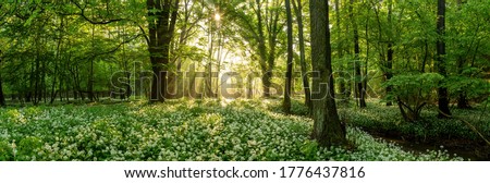 Green forest in summer at sunrise. Panorama of a secluded glade with sun rays shining onto a sea of ramsons. White bear's garlic flowers in tree shade. Royalty-Free Stock Photo #1776437816