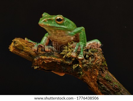 Close up macro shot of a brown frog sitting on a branch in a forest