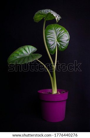 Alocasia macrorrhizos is a species of flowering plant in the arum family Araceae on black background