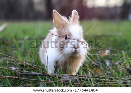Beautiful decorative domestic rabbit on a meadow eats. A pet in the wild in the open air. Stock background for design