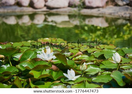 A garden pond with blooming white lilies is framed by large stones. Garden design.