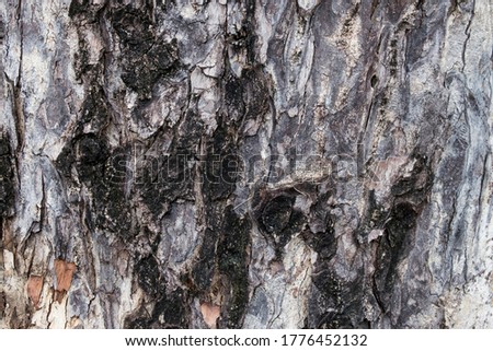 Close-up Tree Bark Texture For Background.