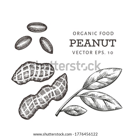 Hand drawn peanut branch and kernels. Organic food vector illustration on white background. Retro nut illustration. Engraved style botanical picture.
