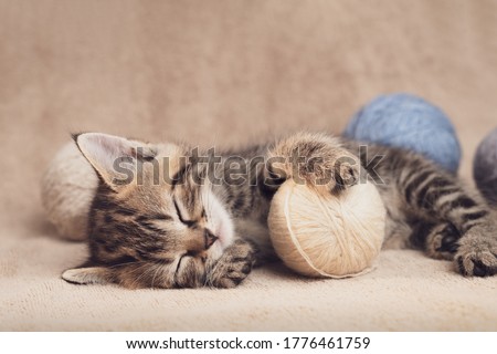 Tabby kitten cute sleeping on a carpet with balls of yarn.