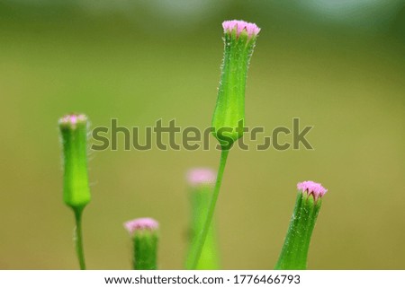 Closeup of flowers that have not bloomed, as a background or wallpaper