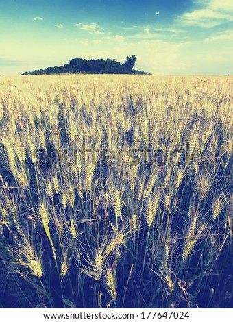 Vintage picture. Summer landscape with the wheat field