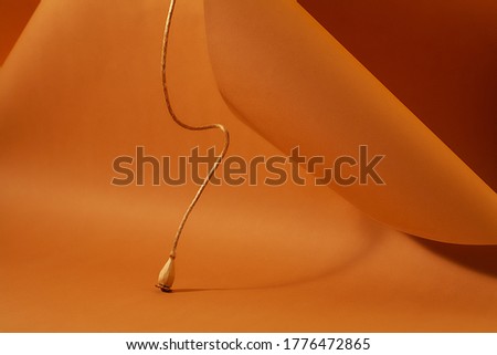 A branch with a poppy box on a background of curved paper, a beautiful wave from the edge of the cardboard, soft light and shadow, unusual design, brown color.