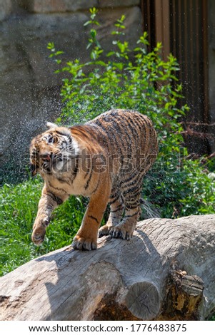 wild adult tiger on a fallen tree in the wild