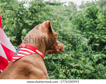 Adorable puppy and American Flag