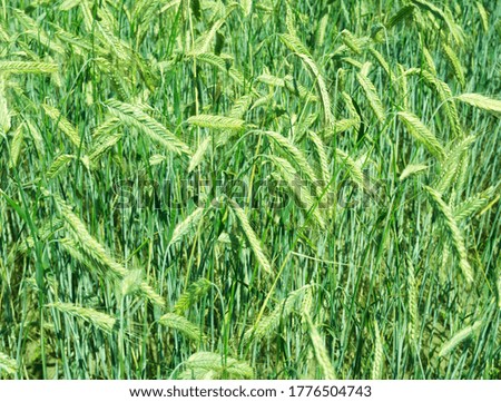 Green rye ears growing on the field. Summer landscape. Agriculture harvest. Countryside background