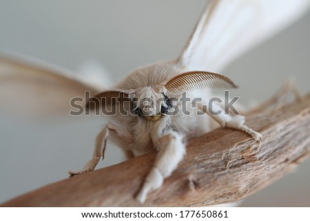 Silk-moth (Bombyx mori) Macro Royalty-Free Stock Photo #177650861