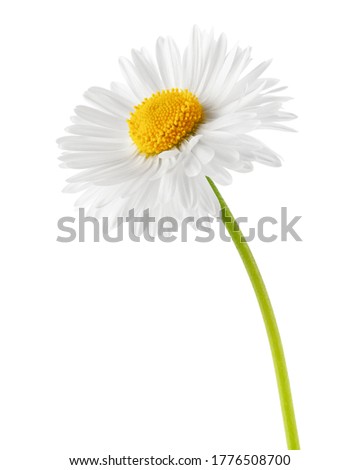 chamomile isolated on white background, clipping path, full depth of field