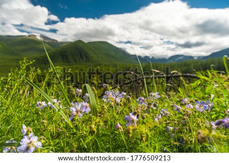 blue flowers against the backdrop of the mountains. Altai Mountain