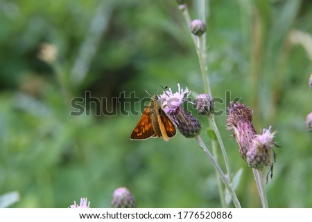 A close up view of a Large Skipper Butterfly