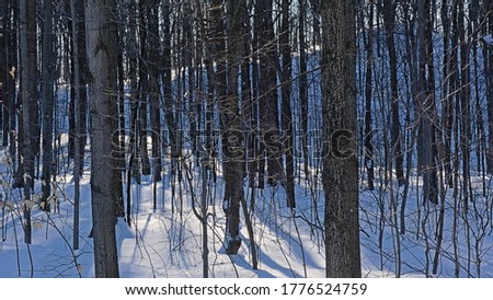 Tree trunks and their shadows in the snow in a sunny winter forest in Mont Saint Bruno national park, Quebec, Canada 