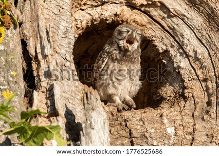 Little Owl in a tree