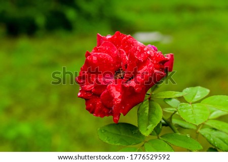 A beautiful red rose of assam