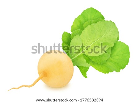 Fresh whole yellow turnip with leaves isolated on a white background. Clip art image for package design.