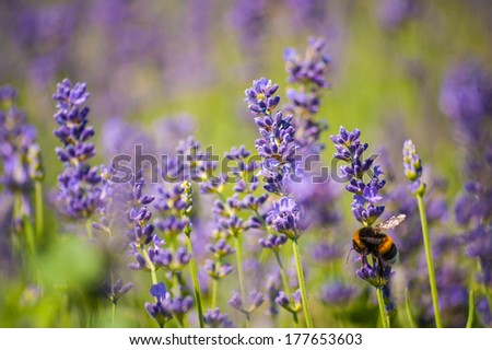 Beautiful sunny colorful vivid purple natural lavender flowers moreover there is a bigbumblebee in the corner of the picture so its nice