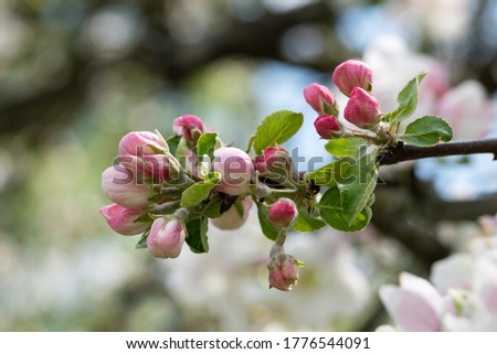 Apple tree pink flower blossoming at spring time, floral background