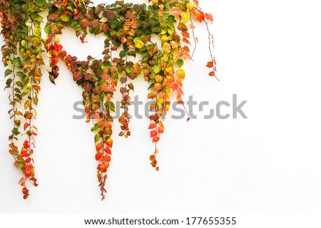 Red ivy creeper leaves on the white wall of a building  Royalty-Free Stock Photo #177655355