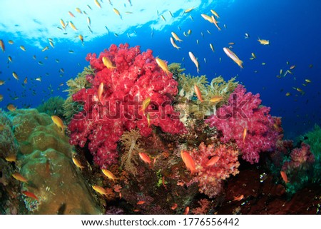 Soft coral and reef fish in blue water. Underwater picture taken scuba diving in Raja Ampat, Indonesia