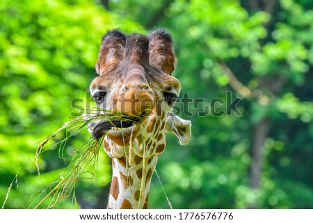 Portrait of a giraffe feeding at a zoo