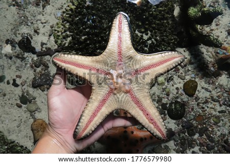 Tourists like to take pictures of catching starfish In the exhibition area for marine animal species and suitable for fair use in design