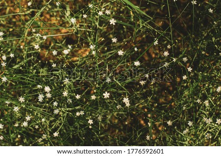 small white mokritz flowers. tender background green with white colors, washed background side